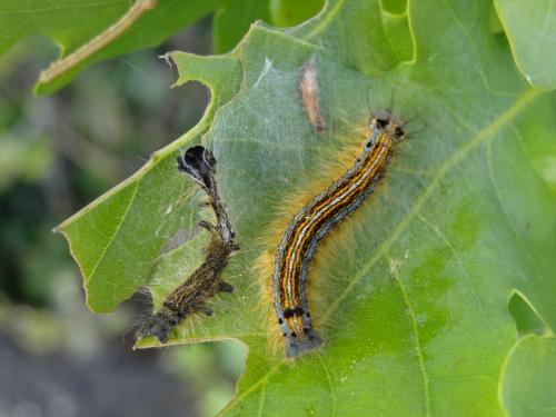 Réf. 181 628 : Malacosoma neustria